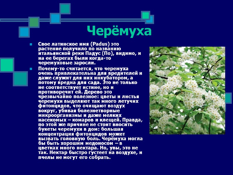 Черёмуха Свое латинское имя (Padus) это растение получило по названию итальянской реки Падус (По),